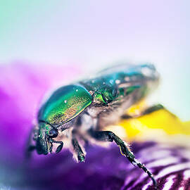 Emerald Beetle on Purple Iris. Macro Iris Series