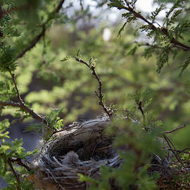 Empty Nest Sits In Thorny Tree by Philip & Karen Smith / TFA