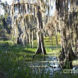 Enchanted Cypress Swamp