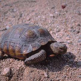 Endangered Desert Tortoise, (gopherus by Greg Probst