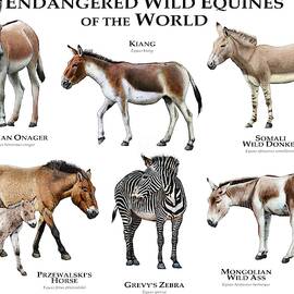 Endangered Wild Equines Of The World by Roger Hall