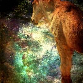 Equine Illumination