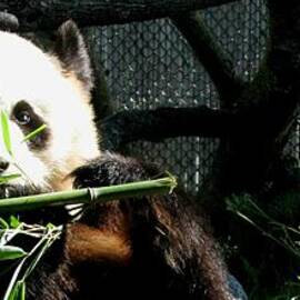 Er Shun. The Cutie Female Giant Panda at Toronto Zoo by Ausra Huntington nee Paulauskaite