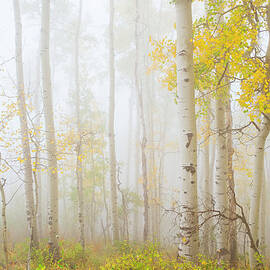 Ethereal Autumn Aspens In Fog by Dszc