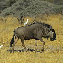 Etosha Taxi Service