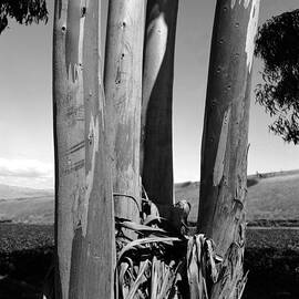 Eucalyptus Tree  by Gunther Schabestiel