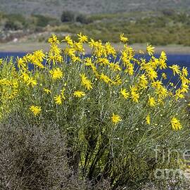 Euryops Speciosissimus