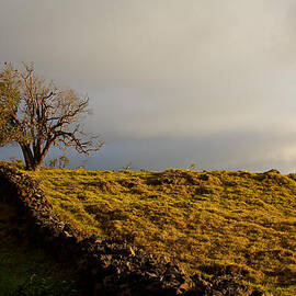 Evening Light in Autumn, Maui by Venetia Featherstone-Witty