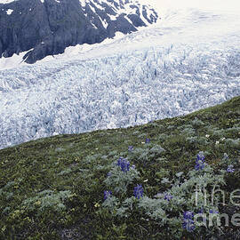 Exit Glacier by William H. Mullins