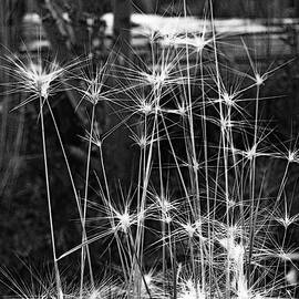 Exploding Star Grass by Ted Guhl