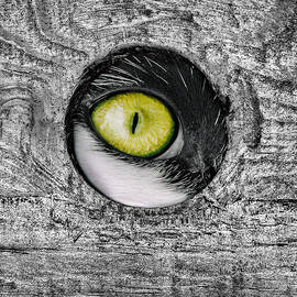 Eye Hole by Adrian Campfield
