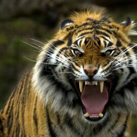 Eyes of the Tiger by Michael Dawson