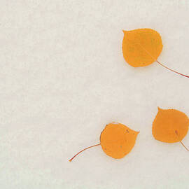 Fall Aspen Leaves On First Snow by David Epperson