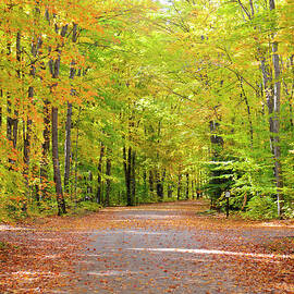 Fall Colosr In Hiawatha National Forest by Dennis Macdonald