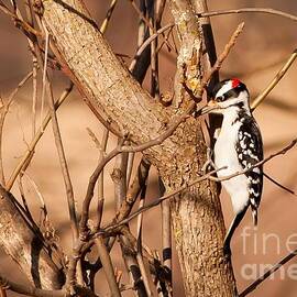 Fall Hairy Woodpecker by Natural Focal Point Photography