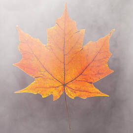 Fall Leaf Floating In Fog by Chris Parsons