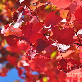 Fall Leaves in Oregon