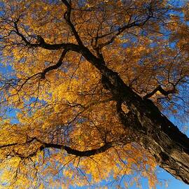 Fall Trees 1 by Dimitry Papkov