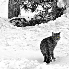 Farm Cat