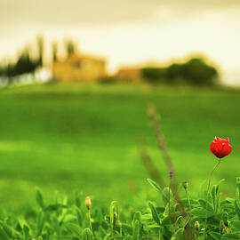 Farm On The Tuscan Hills by Deimagine