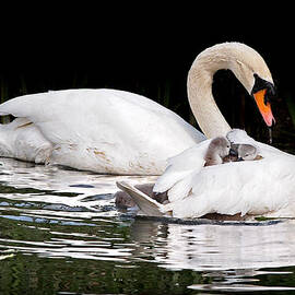Feather Sun Shade by Gill Billington