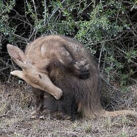 Female Aardvark Grooming by Science Photo Library