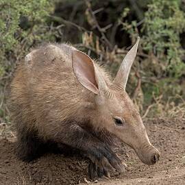 Female Aardvark by Science Photo Library