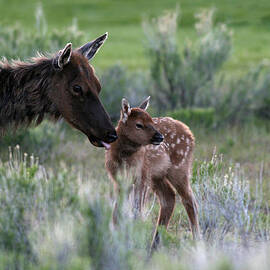 Female Elk and new born fawn by John Rockwood