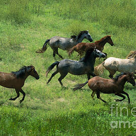 Feral Horses Brumbies by Jean-Paul Ferrero