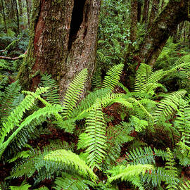 Ferns And Myrtle Trees In Temperate Rainforest by Science Photo Library