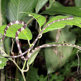 Fiddle-string Snake by Science Photo Library