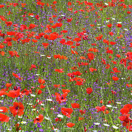 Field Of Wild Flowers, Umbria, Italy by David C Tomlinson