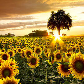 Fields of Gold by Debra and Dave Vanderlaan