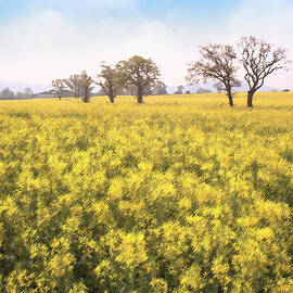 Fields of yellow