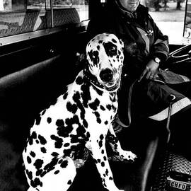 Fireman Dalmatian to the Rescue by Retro Images Archive