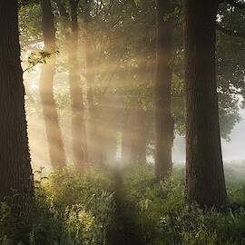 First Day Of Summer by Vincent Croce