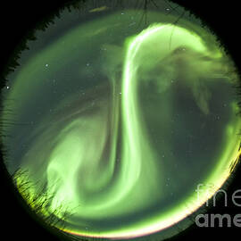 Fisheye Lens View Of A Bright Aurora by Philip Hart
