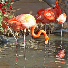 Flamingos by Tom Janca