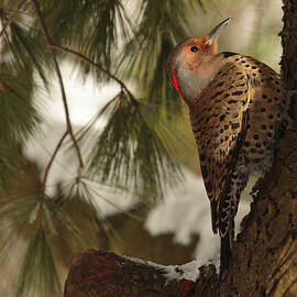 Flicker by Everet Regal