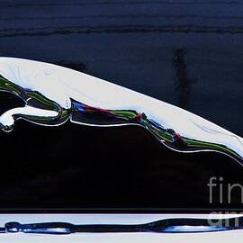 Surreal Floating Jaguar by Marcus Dagan