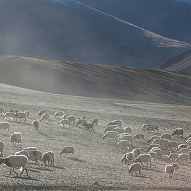 Flock Of Sheep At The Hillside by Wulingyun