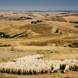 Flock Of Sheep Feeding In Tuscan Field by Walter Zerla