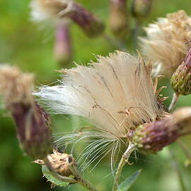 Flower Fluff