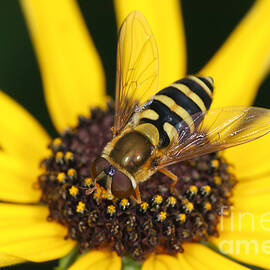 Flower Fly and Yellow Flower by Clarence Holmes
