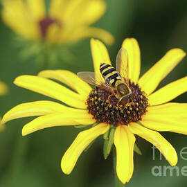 Flower Fly and Yellow Flowers by Clarence Holmes