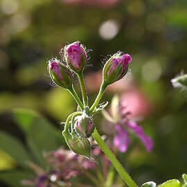 Flower-geranium Buds by Joy Watson