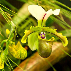 Flower - Orchid - Paphiopedilum insigne by Mike Savad