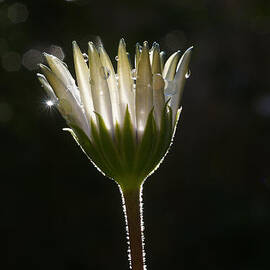 Flower with waterdrops