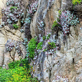 Flowers As Cliff Hangers by Tom Norring