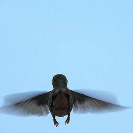Fly away home Little Hummingbird
